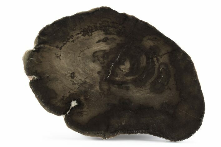 Polished Petrified Wood Round - Utah #244904